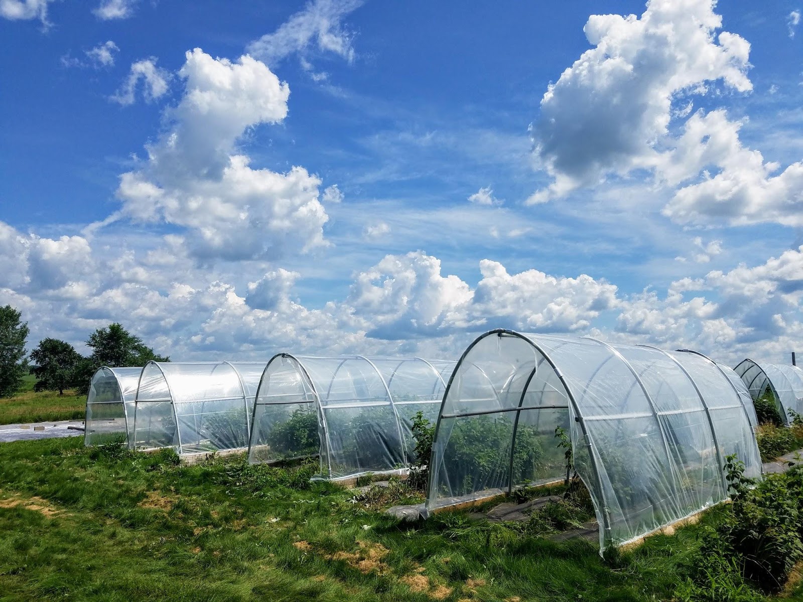 Using High Tunnels to Protect Raspberries from Spotted Wing Drosophila