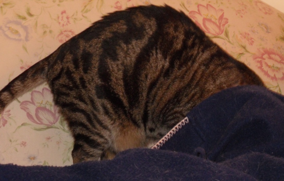 I prefer reading How many beds does one cat need?