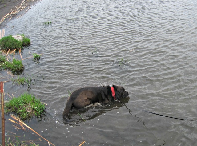 dog in creek on leash red collar black lab swimming