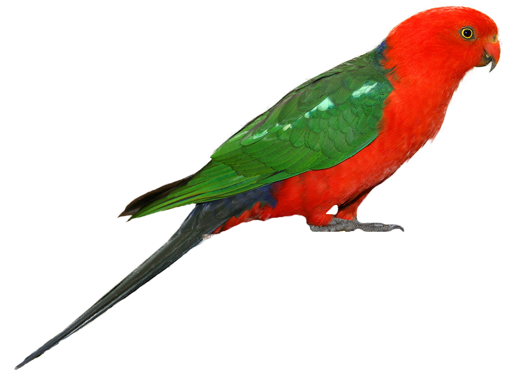 All Wallpapers: Australian King Parrots