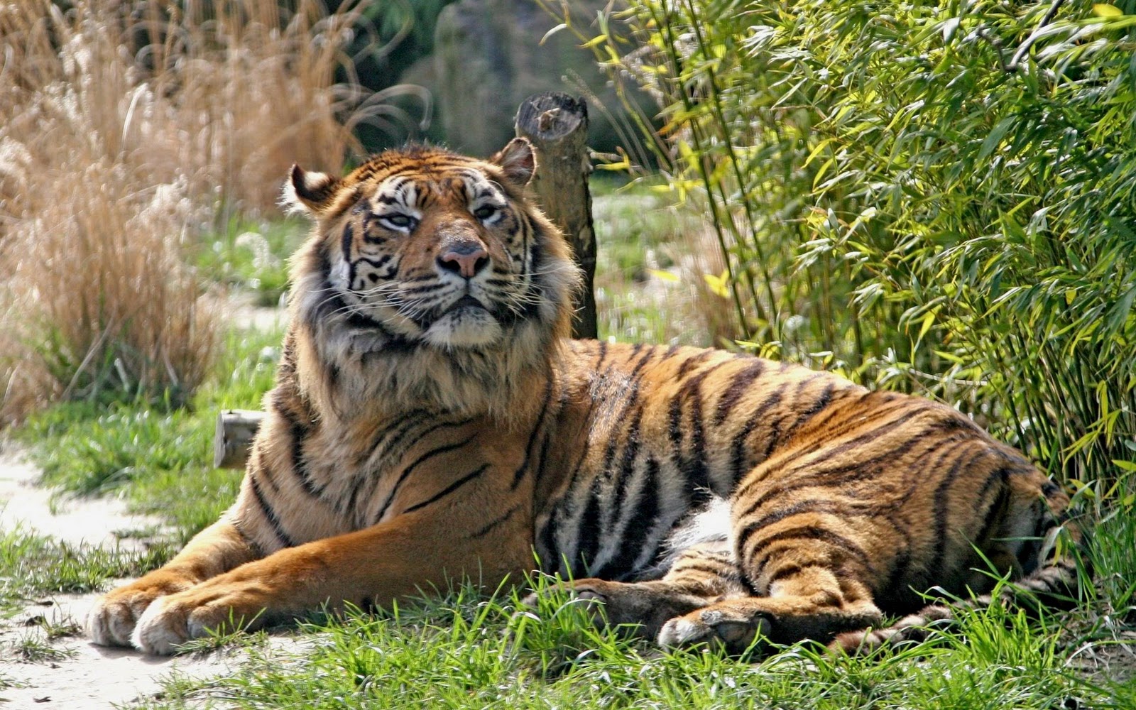  Gambar Wallpaper Hewan Harimau Kucing Besar Cambang Macan 