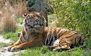 22+ Gambar Harimau Dan Macan