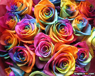 mawar pelangi surabaya, toko bunga mawar di surabaya