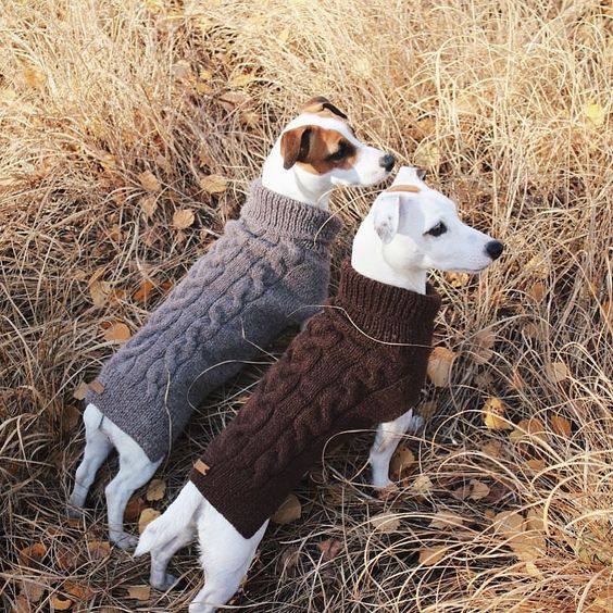 Jack Russell Terrier Hyperactive Dogs Of Intelligent Fun The Pets