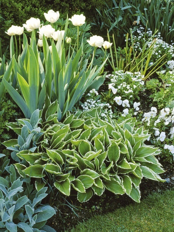 The Garden