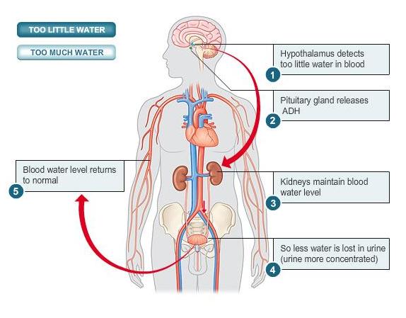 World of Biochemistry (blog about biochemistry): Vasopressin