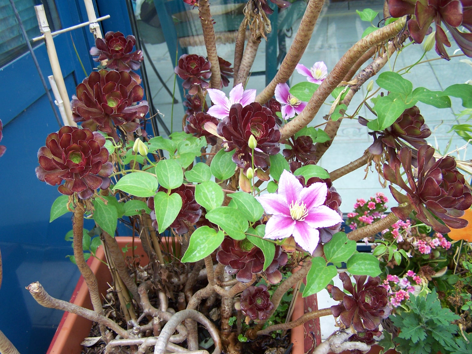 Quelle plante mettre sur un balcon en plein soleil Jardinier Pro