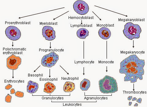 Blood cell lineage