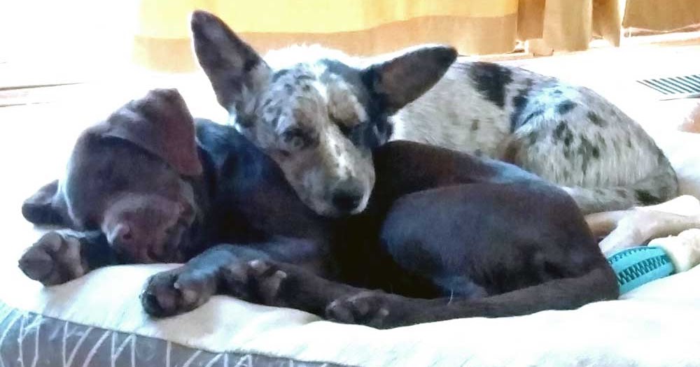 Big Ears Kennel Keely & Ivory too