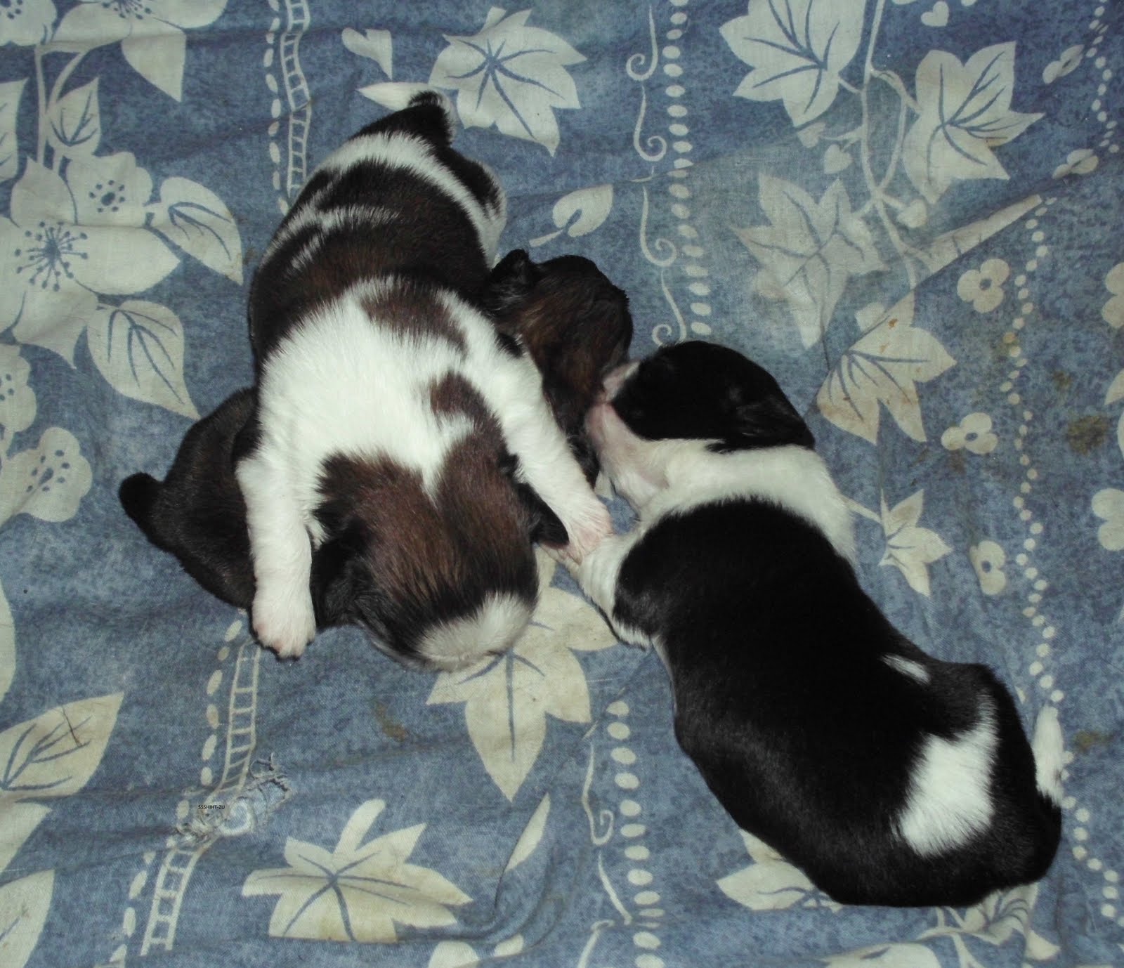 MALTA ISLAND KENNEL NOSSOS CÃES E A CRIAÇÃO