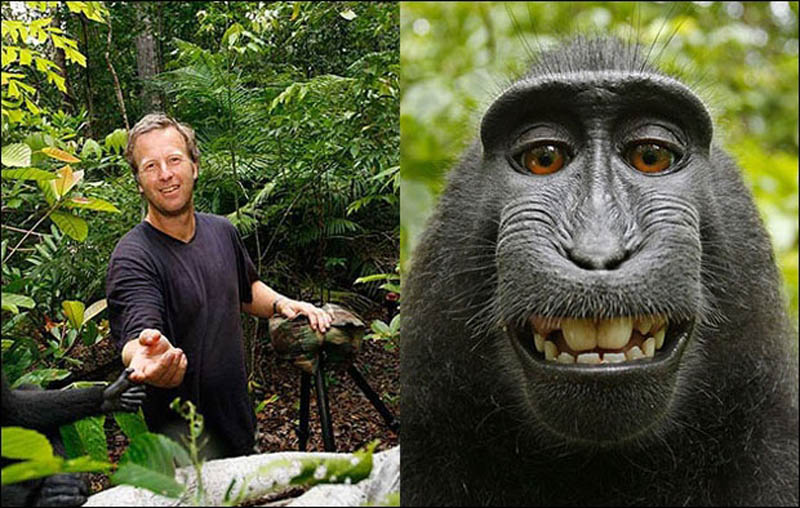 Because of the selfy monkey photographer on the brink of bankruptcy