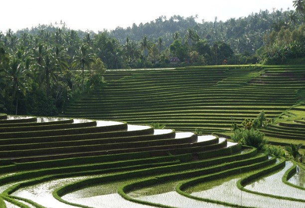 Terracing Soka Terracing Soka