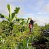 Curso de Agricultura Sintrópica em Sabáudia