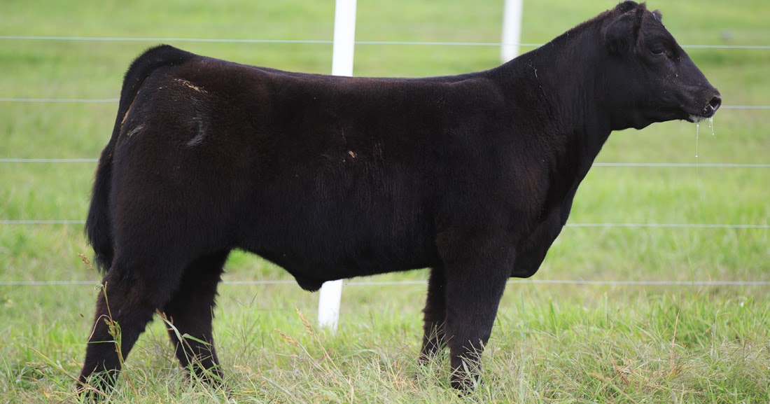 RCC Blog Smith Cattle Co