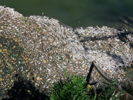 2nd week of June see's tons more dead fish wash up along with dead cattle and birds around the world  Image