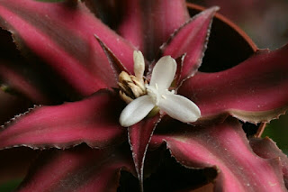 crypthantus bivittatus flor
