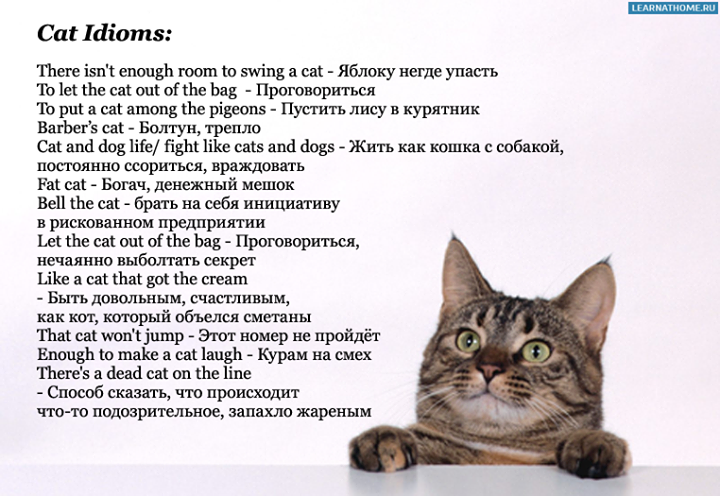 Включи английского кота. Идиомы со словом Cat. Рассказ о кошке на английском языке. Описание кошки по английскому. Английские кошачьи идиомы.