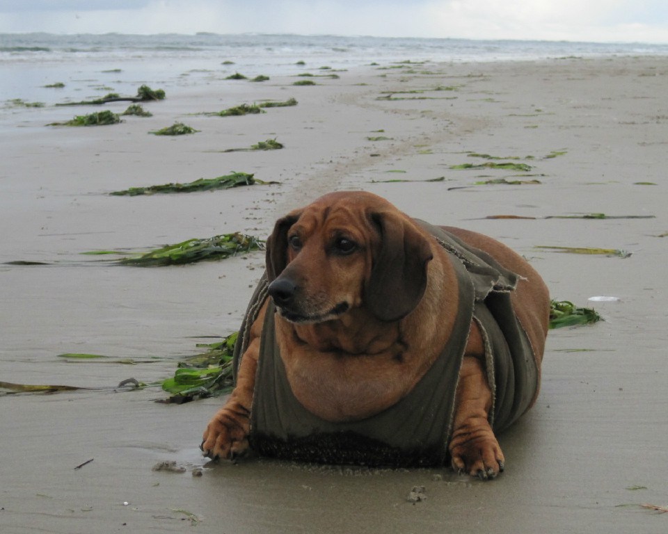 THE STORY OF OBIE THE DACHSHUND LOSES 54 POUNDS Home Decor