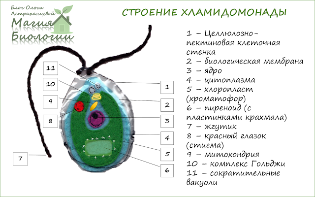 хламидомонада-водоросль-магия-биологии-строение-клетки-водоросли