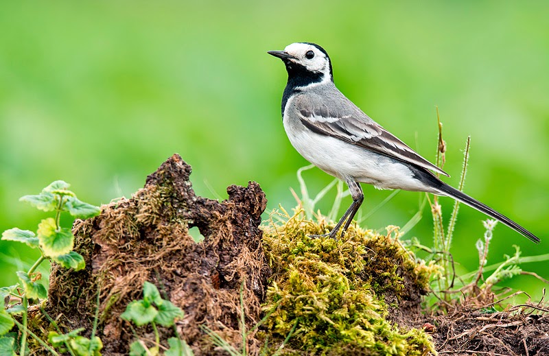 Frans van Boxtel Natuurfotografie 