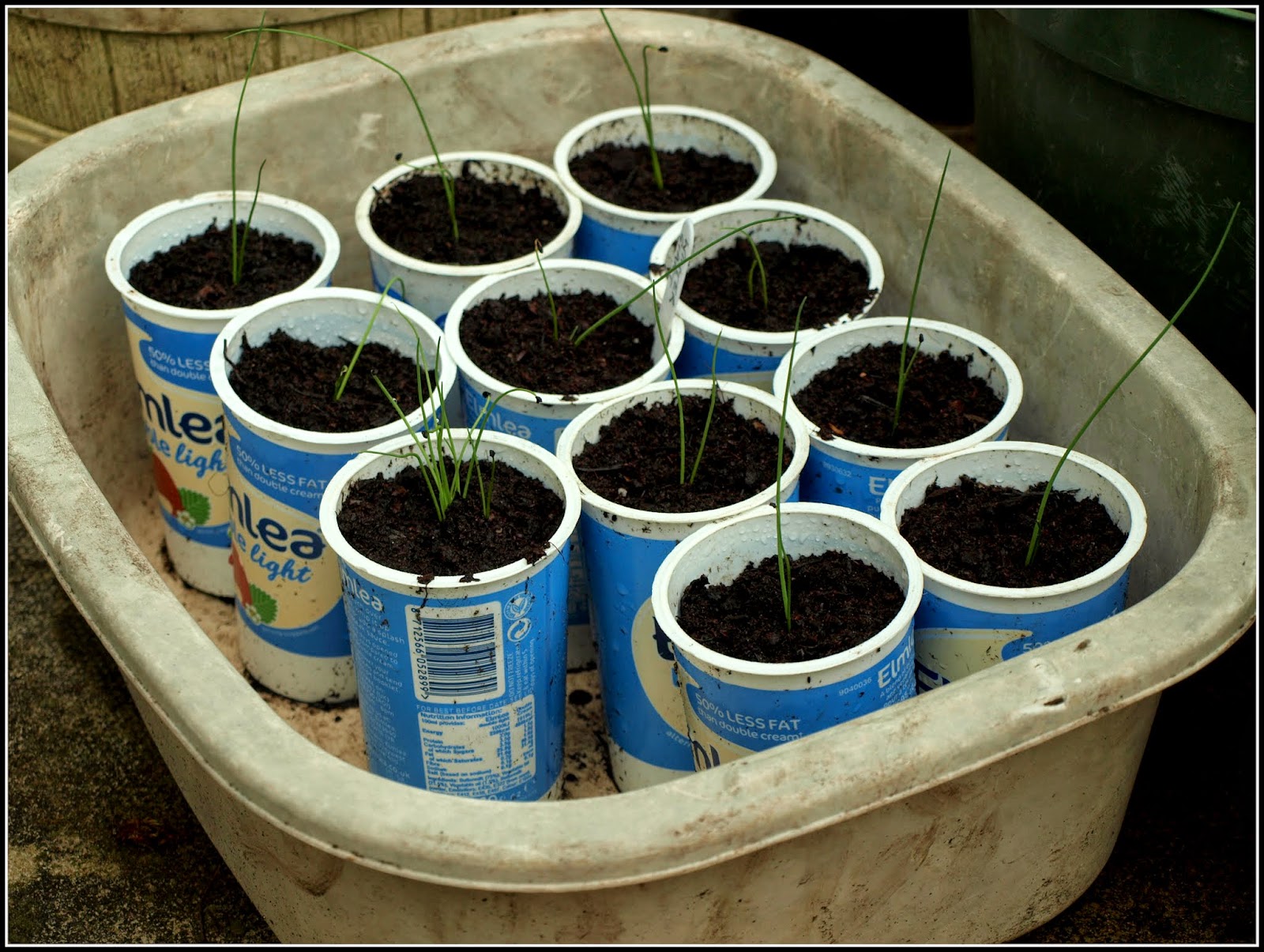 Mark's Veg Plot Prickingout Leek seedlings