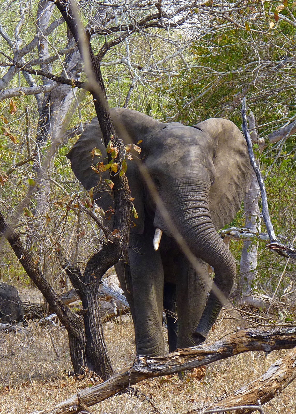 Birding For Pleasure ELEPHANTS at Majete Game Park