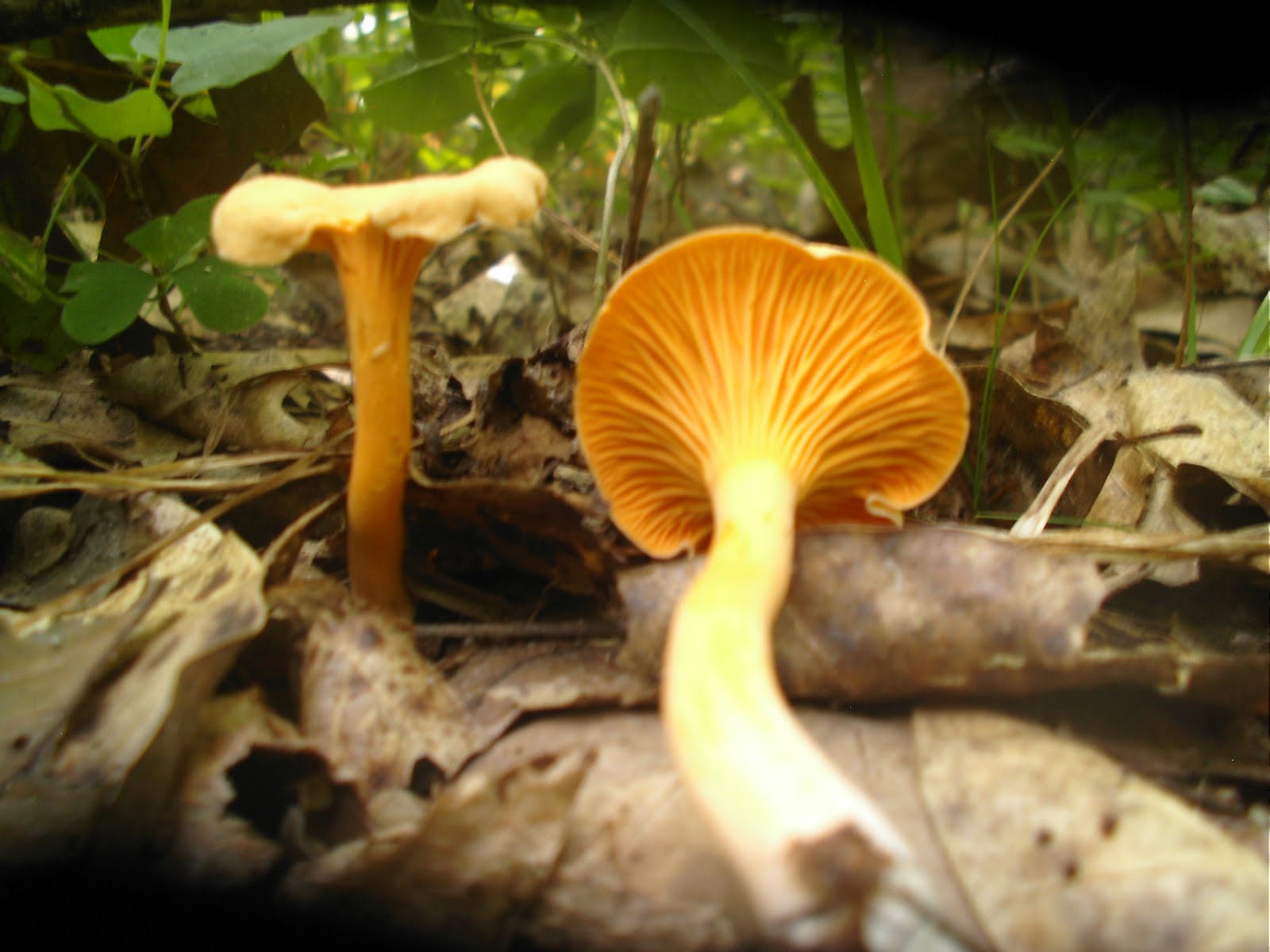 Mid Missouri Morels and Mushrooms Chanterelle Trail