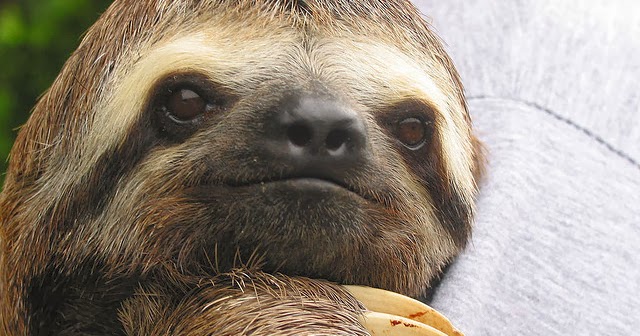 Nifty Niblets: Fungi-Filled Sloth Hair May Be Source of New Wonder Drugs