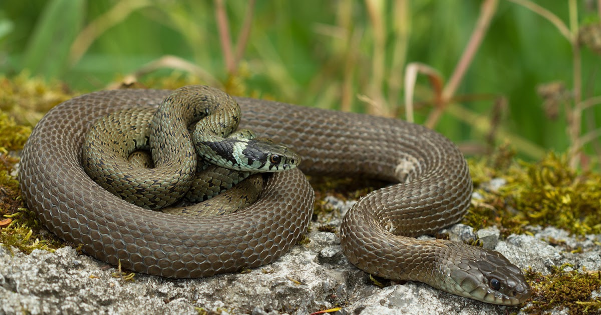 Agora você pode comprar um aplicativo realmente feito para significado nome jean 