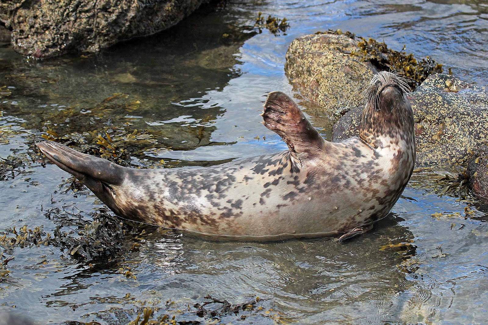 Wildlife And Landscapes Grey Seals wildlife-and-landscapes-grey-seals