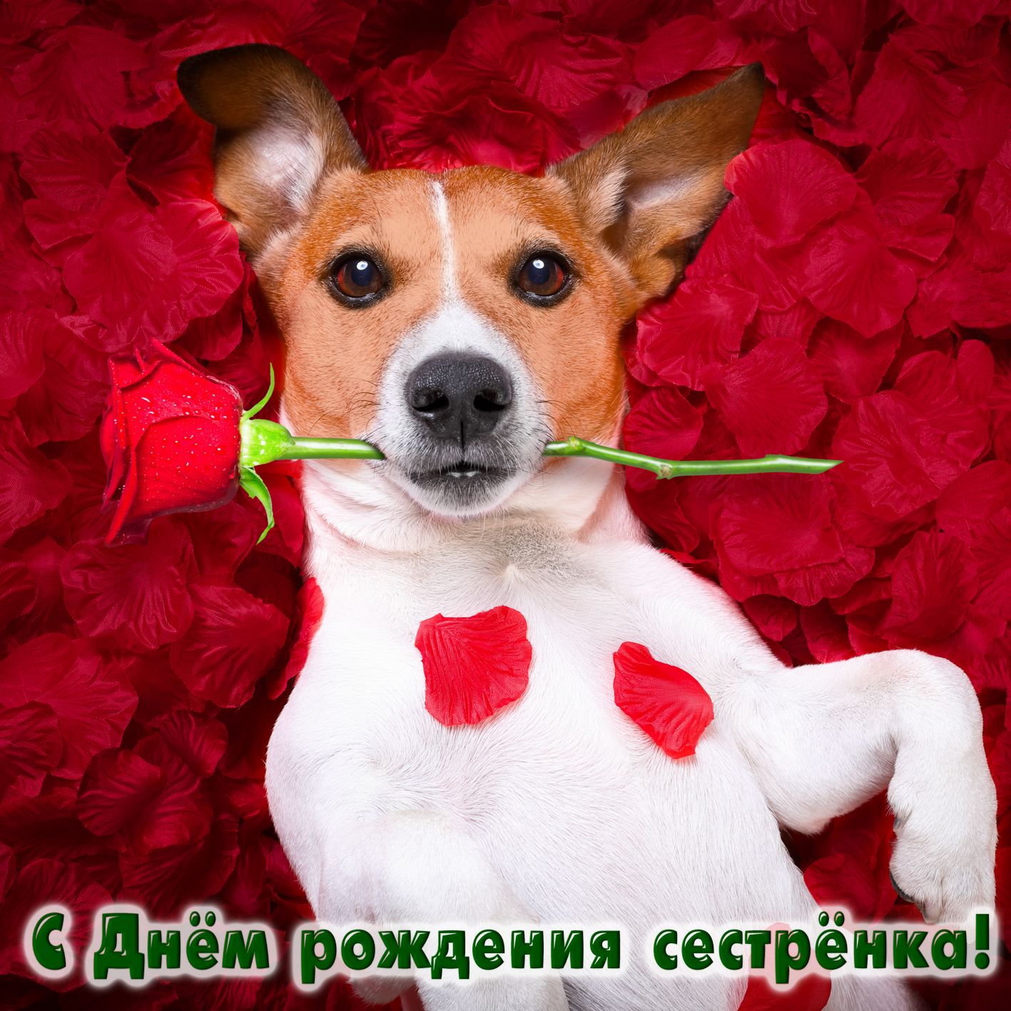 Днем рождения, яна с днем рождения картинки красивые с пожеланиями