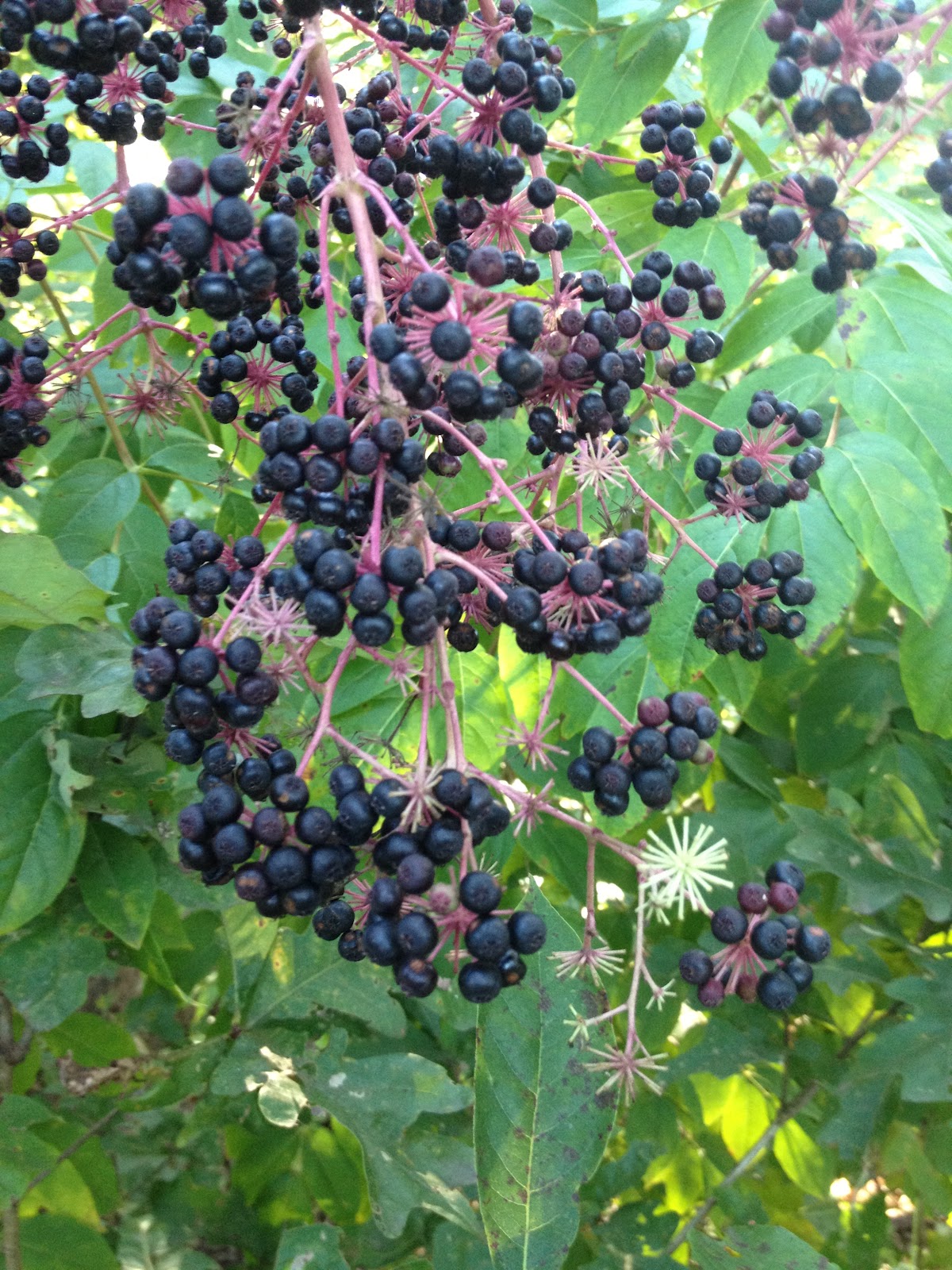 Contrary to the matter Elderberry in my back yard!!