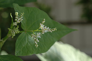 シャクチリソバ