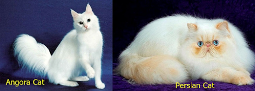 5 Differences between Angora and Persian Cats 5 Differences between Angora and Persian Cats