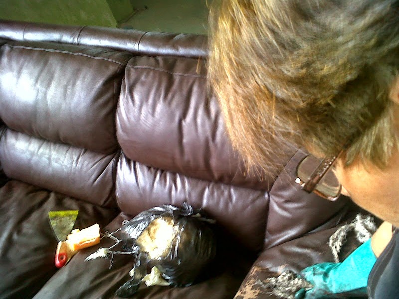 Teñido Muebles de Cuero-Restauracion-Reparacion: CÓMO COMPROBAR SI UN