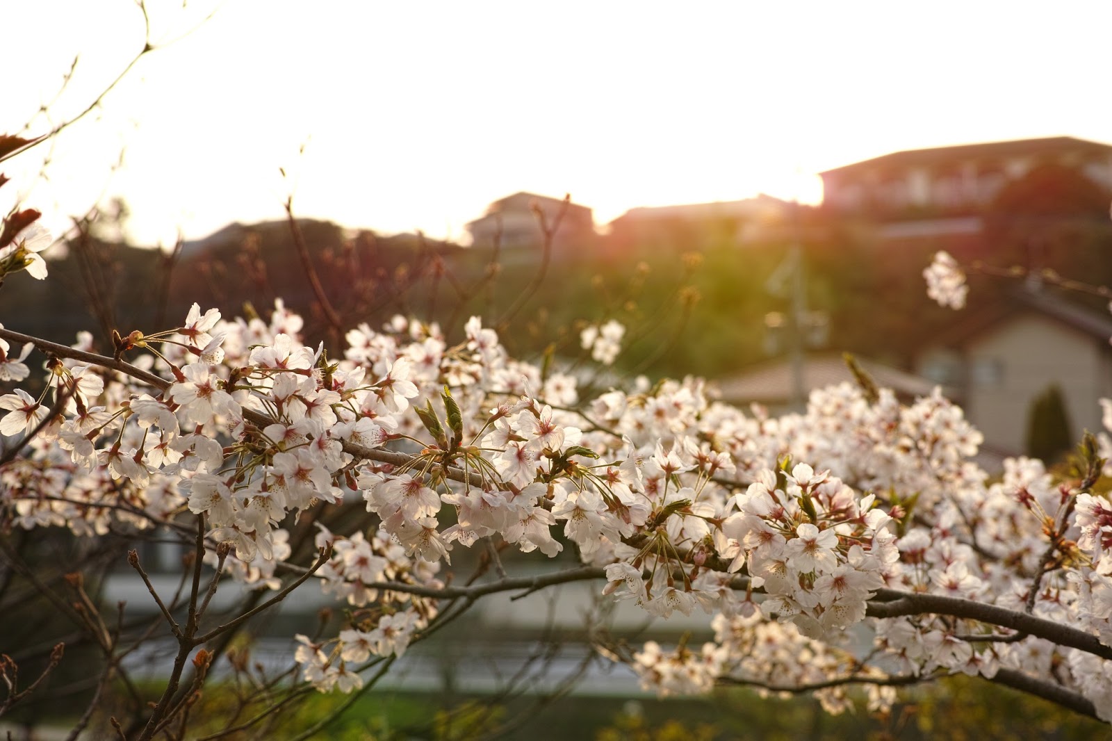 桜の木の植え方 - 枝から桜を植える方法