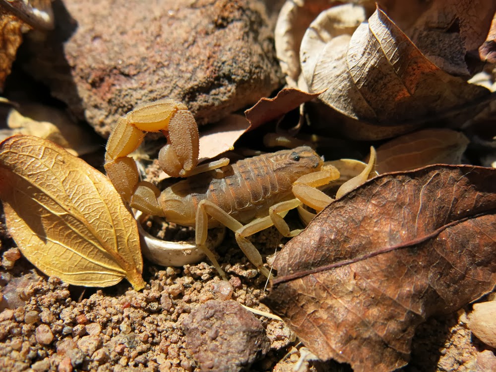 Diversity and Life A view from the Holocene October 2013 Diversity and Life A view from the Holocene October 2013