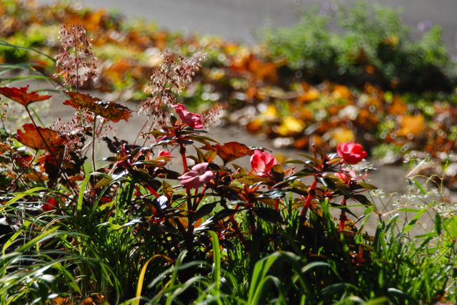 Another annual photo taken just pre-frost on Friday.... New Guinea Impatiens and seed heads of Heuchera 'Palace Purple' in Cherry Corner looking toward the Curb Strip planting with Nepeta 'Walker's Low' still blooming.