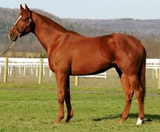 Imágenes de caballos