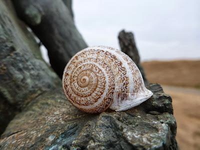 A milk snail (Otala lactea) 