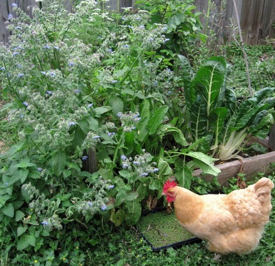 Can Chickens Eat Borage? Essential Poultry Diet Tips BroadPick