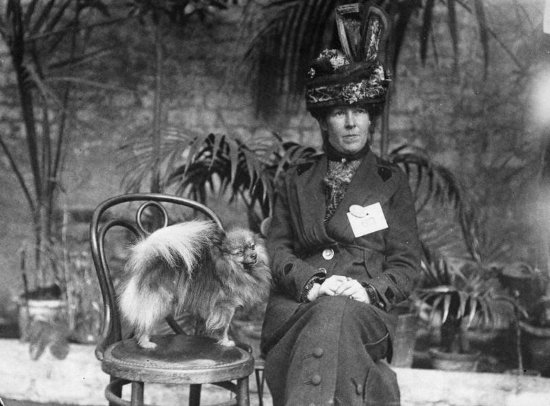 22 Lovely Photos That Capture Vintage Dog Shows in the Early 20th ...