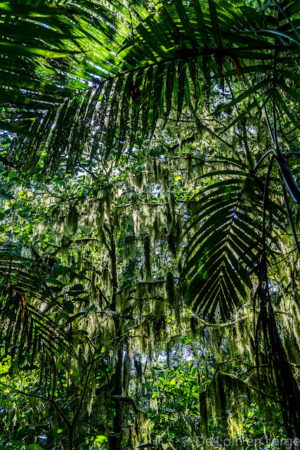 Trek du Lac Tamblingan - Bali