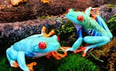 Fotografías de ranas (7 frogs pictures)