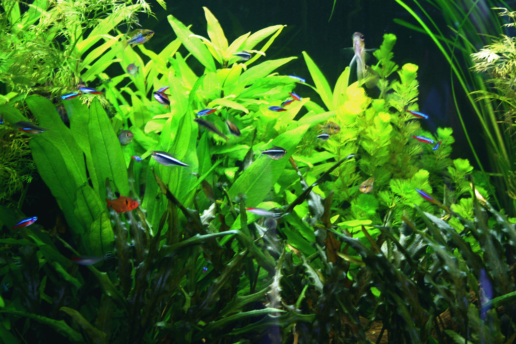 Guide to Starting a Planted Fish Tank