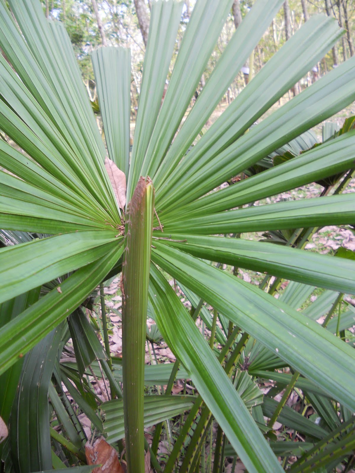 merbuk n tekukur: BACK TO LANGKAWI - Ketupat Palas