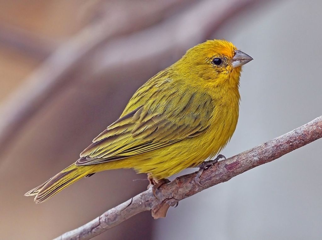 Finch (bird breed)