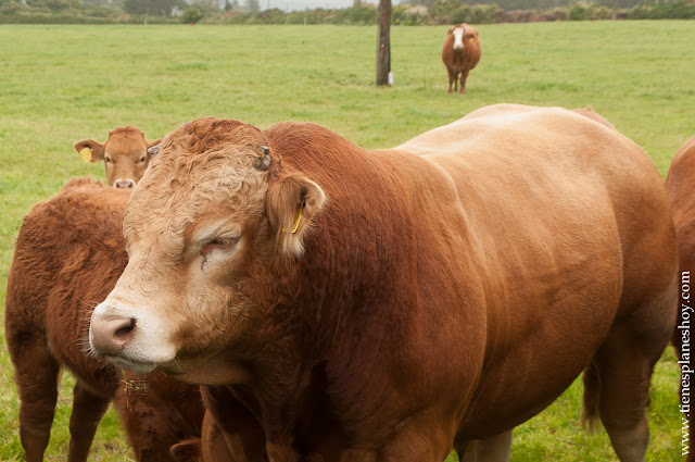 Vaca Anillo de Kerry Isla Valentia Irlanda