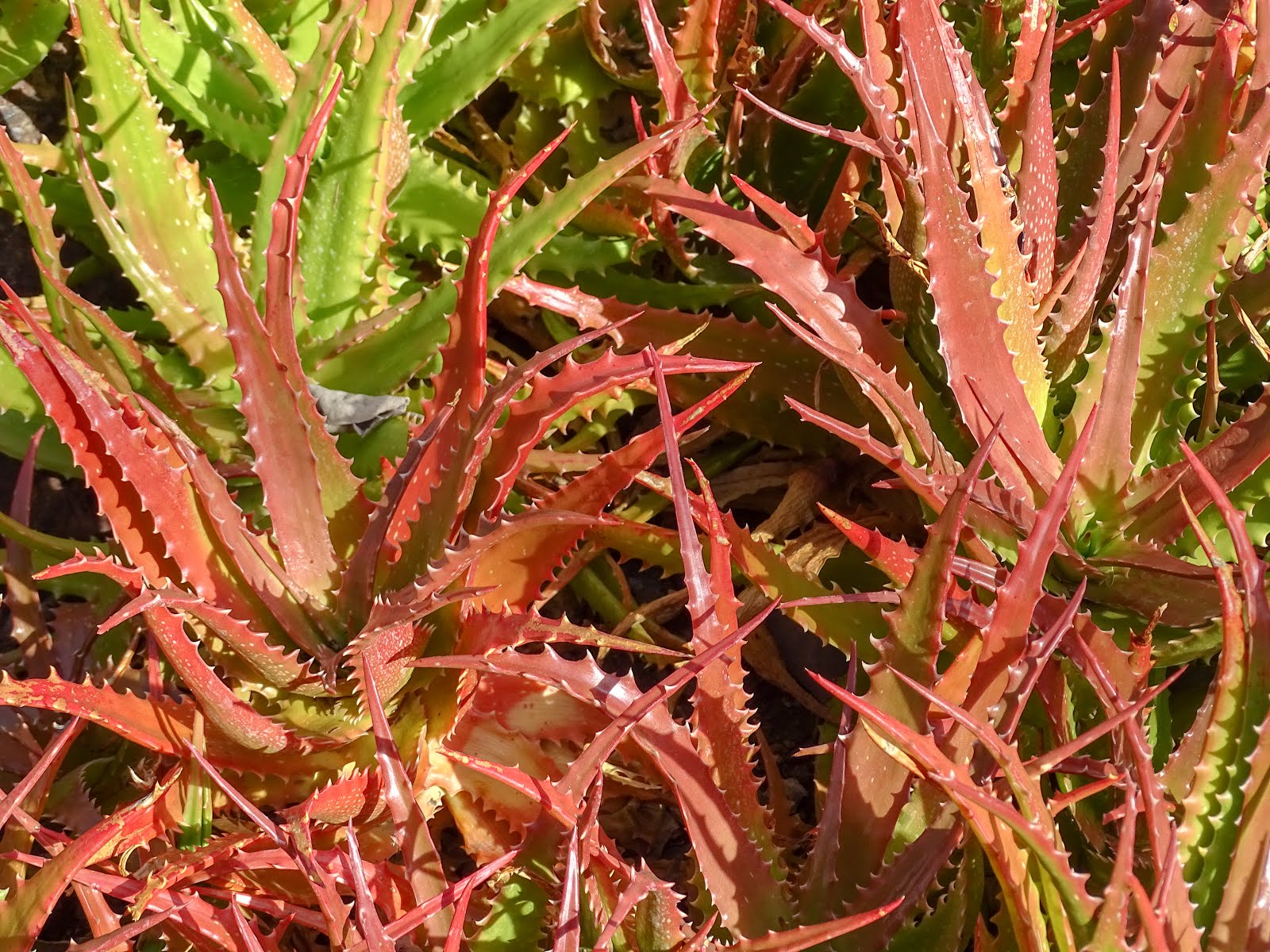Walking Arizona: Aloe from Arizona
