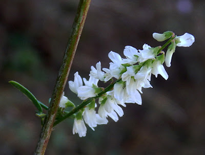 Flores blancas del meliloto blanco (Melilotus alba)